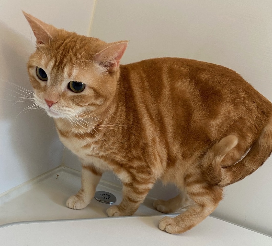 スコのララちゃん アメショーのメルちゃん キャットサロンひなたぼっこ スコのララちゃん アメショーのメルちゃん キャットサロンひなたぼっこ