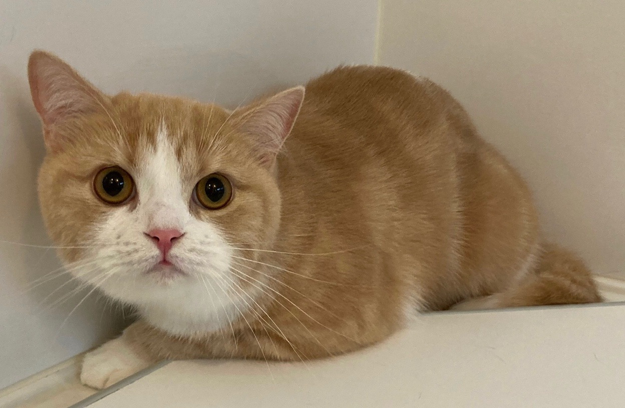 チンチラのサチちゃん スコのフクちゃん | キャットサロンひなたぼっこ