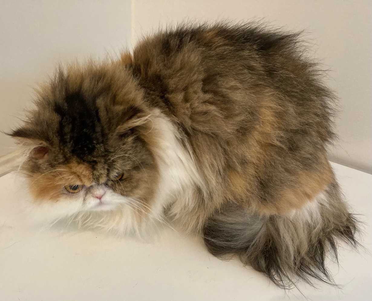 チンチラのサチちゃん スコのフクちゃん | キャットサロンひなたぼっこ