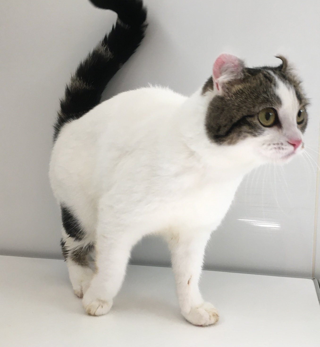 アメリカンカールのミミちゃん キャットサロンひなたぼっこ