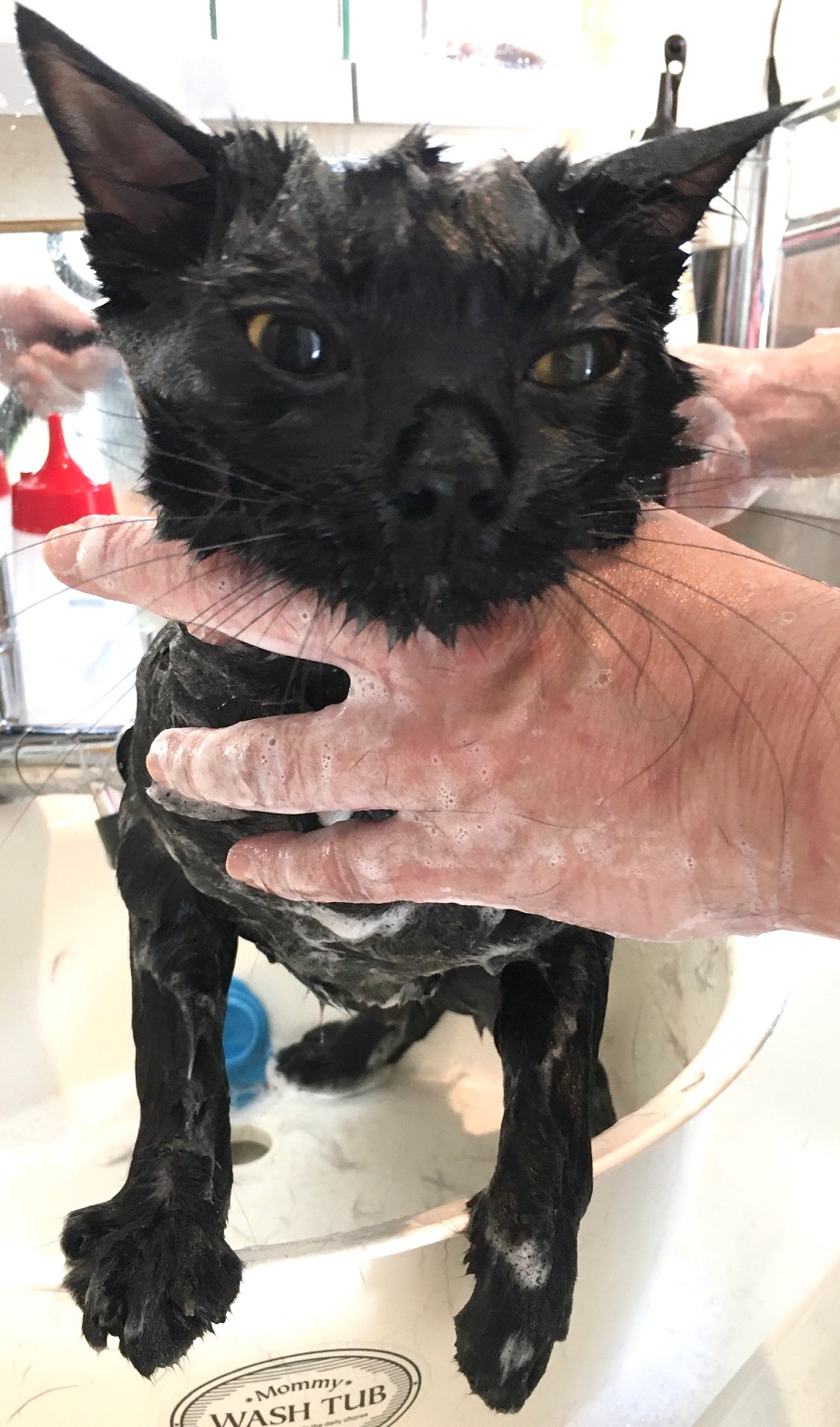 チンチラのブッチちゃん スコのドルちゃん キャットサロンひなたぼっこ