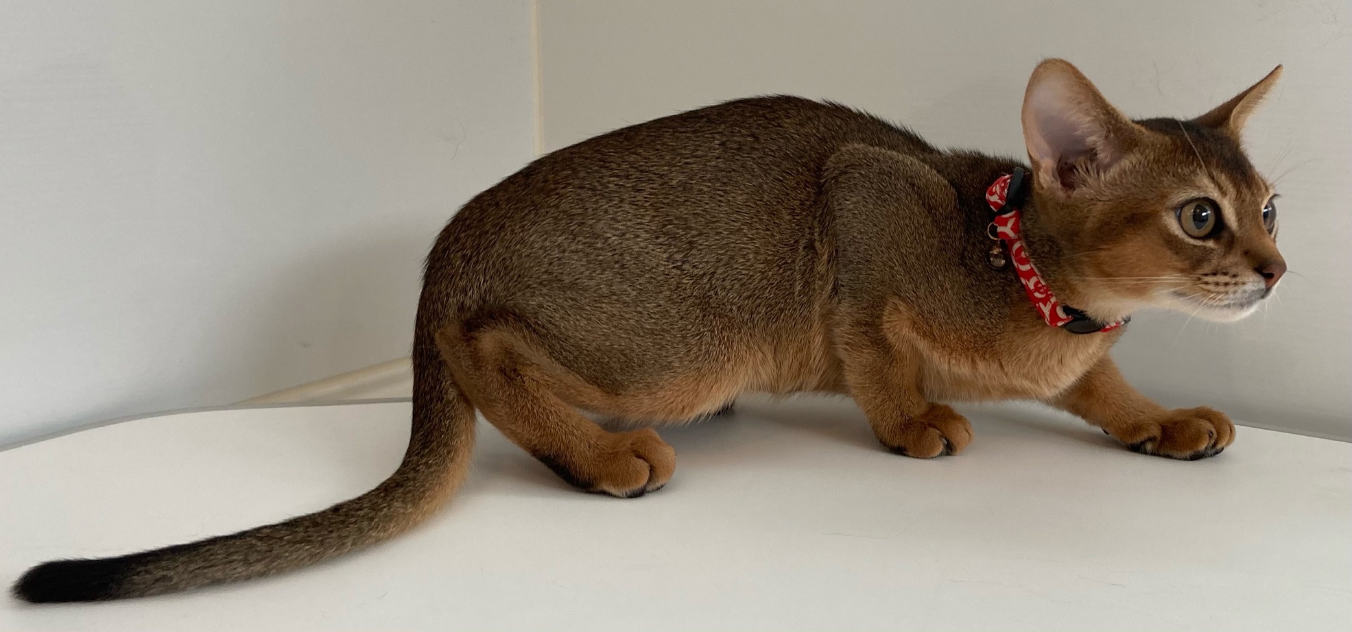 アビシニアンのリンちゃん キャットサロンひなたぼっこ